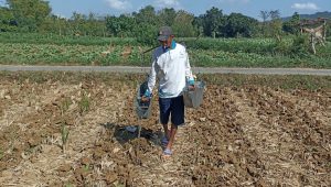 Petani Sumenep Dorong Transparansi Penentuan Harga Tembakau di Tingkat Bandul
