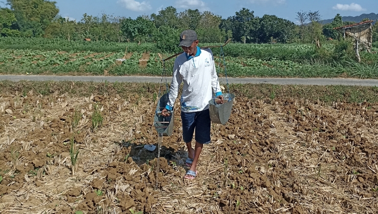 Petani Sumenep Dorong Transparansi Penentuan Harga Tembakau di Tingkat Bandul