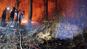 Karhutla Jatim Capai 10.835 Hektare, Realisasi Anggaran Kehutanan Baru 34,47 Persen